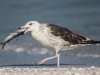 Ring-billed Gull - Florida