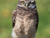 Burrowing Owl - Florida