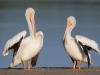 American White Pelicans - Florida