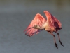 Roseate Spoonbill - Florida