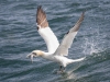 Gannets, Flamborough Head, Yorkshire