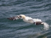 Gannets, Flamborough Head, Yorkshire