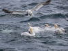 Gannets, Flamborough Head, Yorkshire