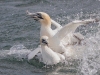 Gannets, Flamborough Head, Yorkshire