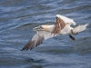 Gannets, Flamborough Head, Yorkshire
