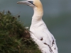 Gannet - Yorkshire