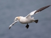 Gannet - Yorkshire