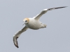 Gannet - Yorkshire