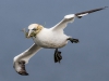 Gannet - Yorkshire