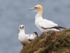 Gannet - Yorkshire