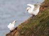 Gannet - Yorkshire