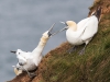 Gannet - Yorkshire