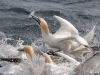 Gannets, Flamborough Head, Yorkshire