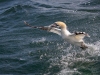 Gannets, Flamborough Head, Yorkshire