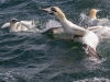 Gannets, Flamborough Head, Yorkshire