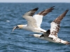 Gannets, Flamborough Head, Yorkshire