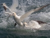 Gannets, Flamborough Head, Yorkshire