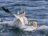 Gannets, Flamborough Head, Yorkshire