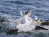 Gannets, Flamborough Head, Yorkshire