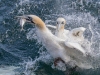 Gannets, Flamborough Head, Yorkshire