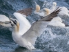 Gannets, Flamborough Head, Yorkshire