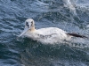 Gannets, Flamborough Head, Yorkshire