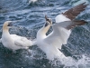 Gannets, Flamborough Head, Yorkshire