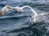 Gannets, Flamborough Head, Yorkshire