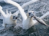 Gannets, Flamborough Head, Yorkshire