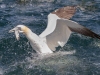 Gannets, Flamborough Head, Yorkshire