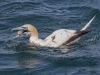 Gannets, Flamborough Head, Yorkshire