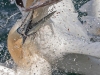 Gannets, Flamborough Head, Yorkshire