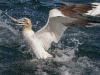 Gannets, Flamborough Head, Yorkshire