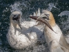 Gannets, Flamborough Head, Yorkshire