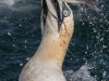 Gannets, Flamborough Head, Yorkshire