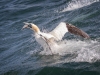 Gannets, Flamborough Head, Yorkshire