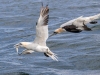 Gannets, Flamborough Head, Yorkshire