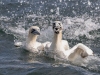 Gannets, Flamborough Head, Yorkshire