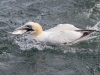 Gannets, Flamborough Head, Yorkshire