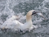 Gannets, Flamborough Head, Yorkshire