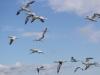 Gannets, Flamborough Head, Yorkshire