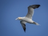 Gannets, Flamborough Head, Yorkshire