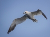 Gannets, Flamborough Head, Yorkshire