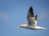 Gannets, Flamborough Head, Yorkshire