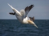 Gannets, Flamborough Head, Yorkshire