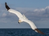 Gannets, Flamborough Head, Yorkshire