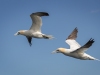 Gannets, Flamborough Head, Yorkshire