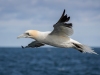 Gannets, Flamborough Head, Yorkshire