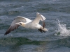 Gannets, Flamborough Head, Yorkshire