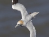 Gannet - Yorkshire